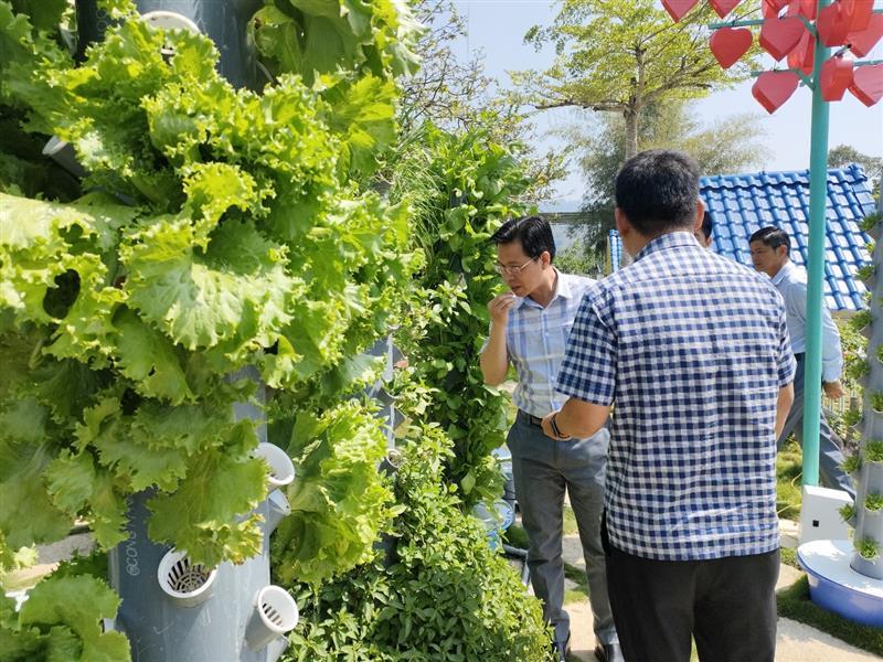 Anh Đinh Công Tráng, Thôn 6 Lộc Nam dẫn đoàn tham quan vườn rau.