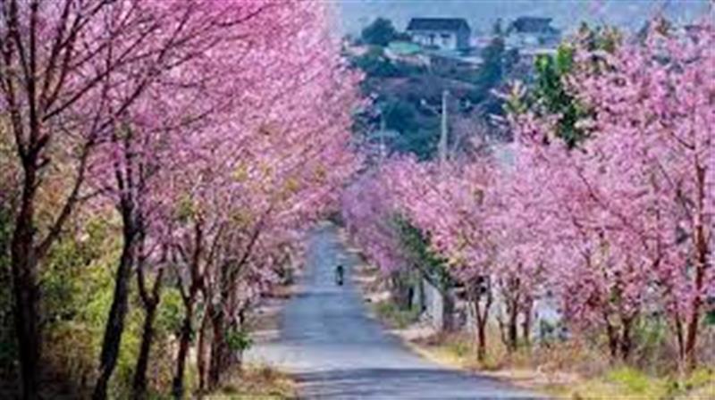 Đường hoa anh đào
