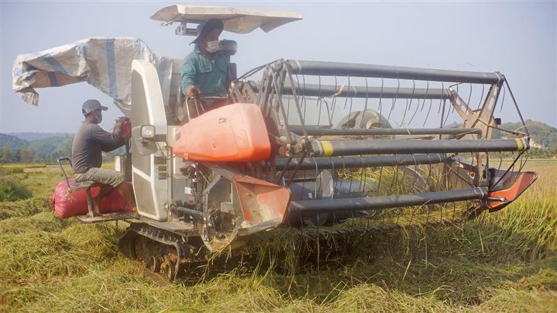 Thu hoạch lúa trên cánh đồng Cát Tiên