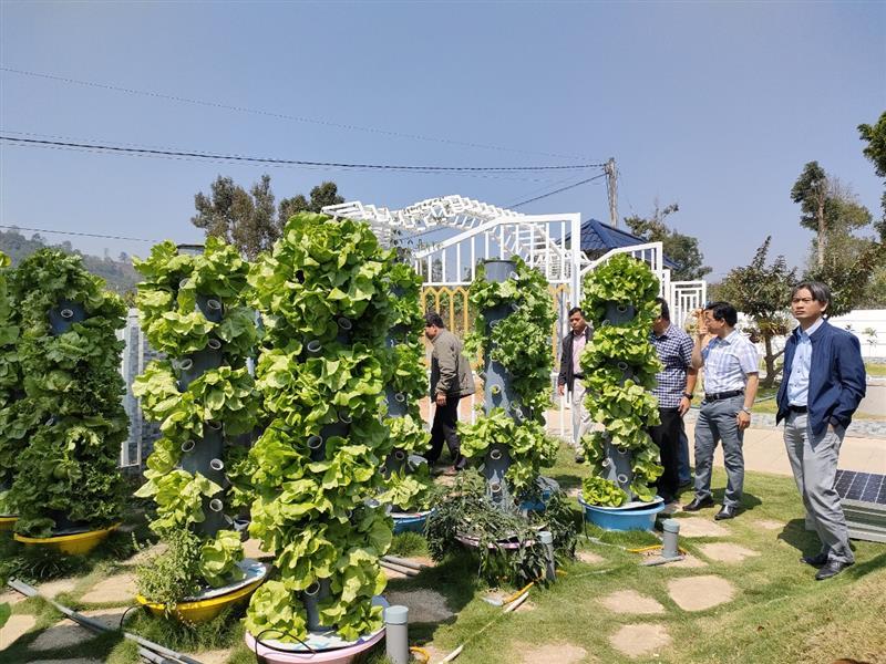 Vườn rau Khí canh của anh Đinh Công Tráng, Thôn 6 Lộc Nam.