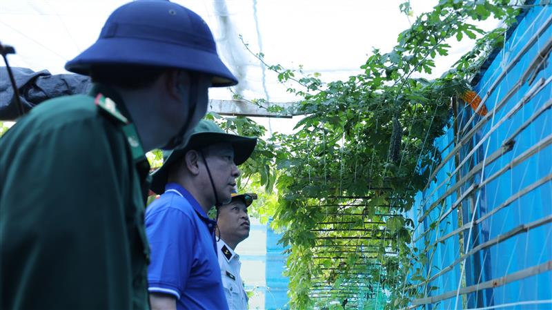 Giữa đảo chìm bốn bề sóng vỗ, vườn rau của các chiến sĩ vẫn xanh tốt