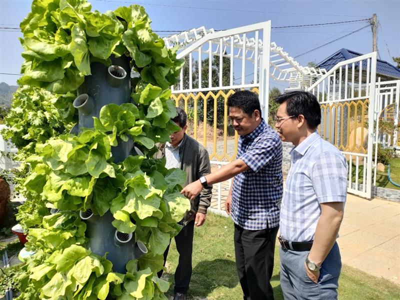 Anh Đinh Công Tráng, Thôn 6 Lộc Nam dẫn đoàn tham quan vườn rau.