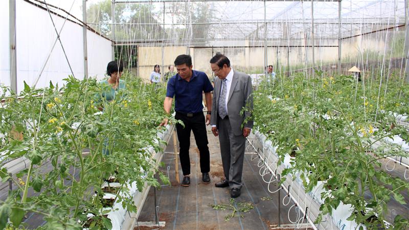 Tham quan Mô hình Sản xuất cà chua giống mới tại Trung tâm Nghiên cứu khoai tây, rau và hoa