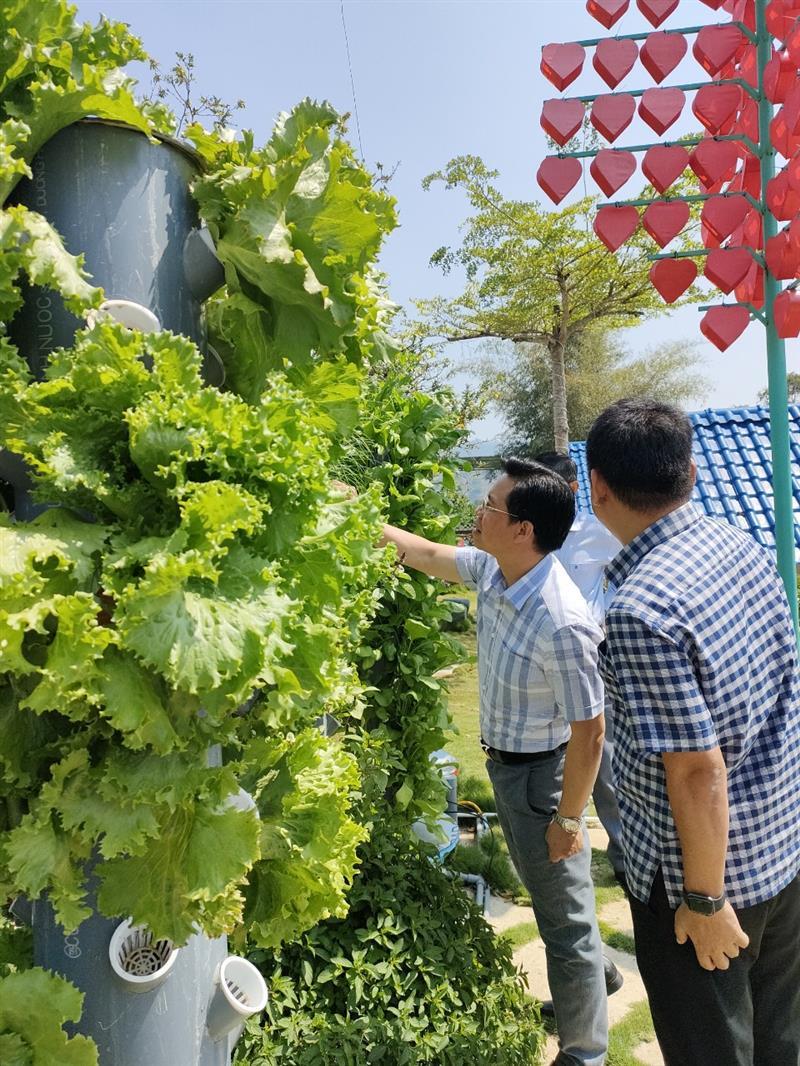 Anh Đinh Công Tráng, Thôn 6 Lộc Nam dẫn đoàn tham quan vườn rau.