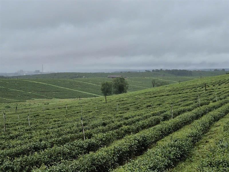 Lâm Đồng, một trong những thủ phủ chè của Việt Nam đang ngày càng khẳng định vị thế và phát triển không ngừng.