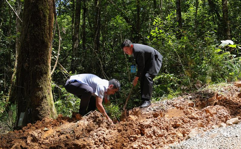 Các đại biểu trồng Thông hai lá dẹt tại Tiểu khu 89