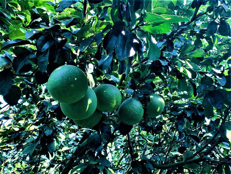 Bưởi da xanh đã dịnh hình trên đất Đạ Tẻh.