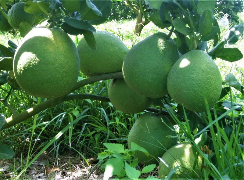 Bưởi da xanh - giống cây trồng mới cho năng suất cao được nông dân các huyện phía Nam  canh tác.. Ảnh Thanh Dương Hồng.