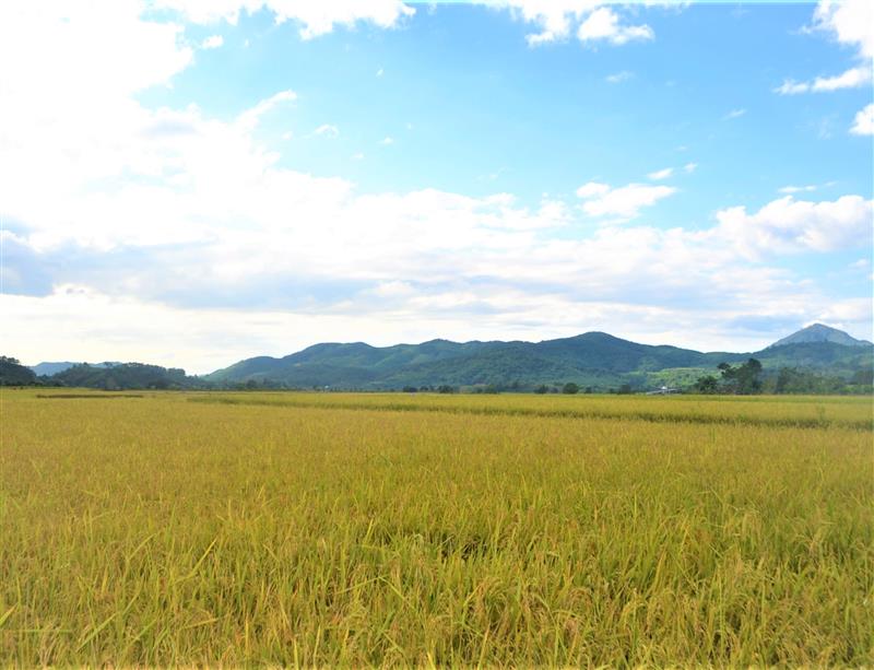 Cánh đồng lúa ở Đầm Ròn