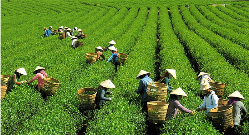 Diện tích cây chè được tái canh, trồng mới chiếm tỷ lệ khá cao.