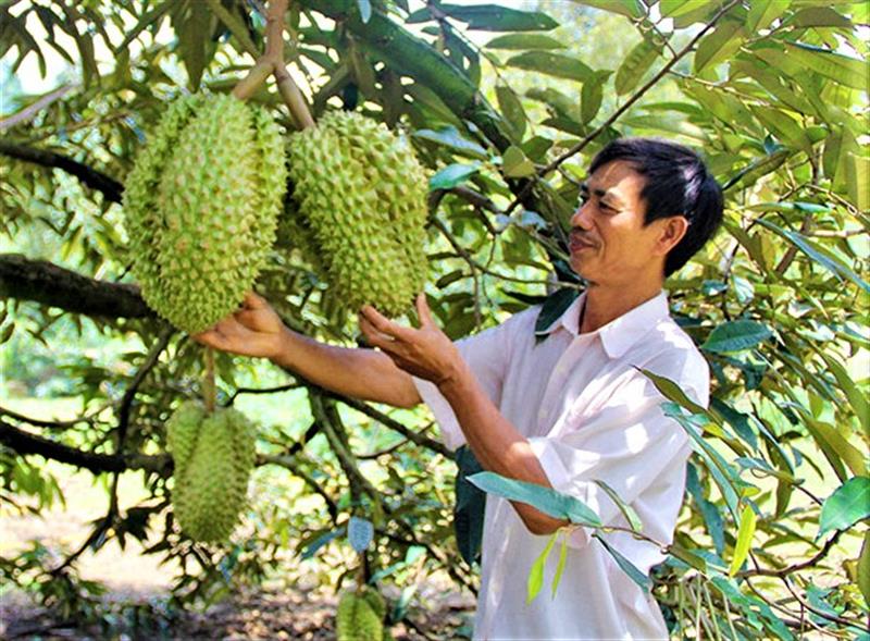 Được đầu tư bài bản đúng quy trình kỹ thuật nên cây sầu riêng ở Đạ Huoai cho năng suất, chất lượng cao.