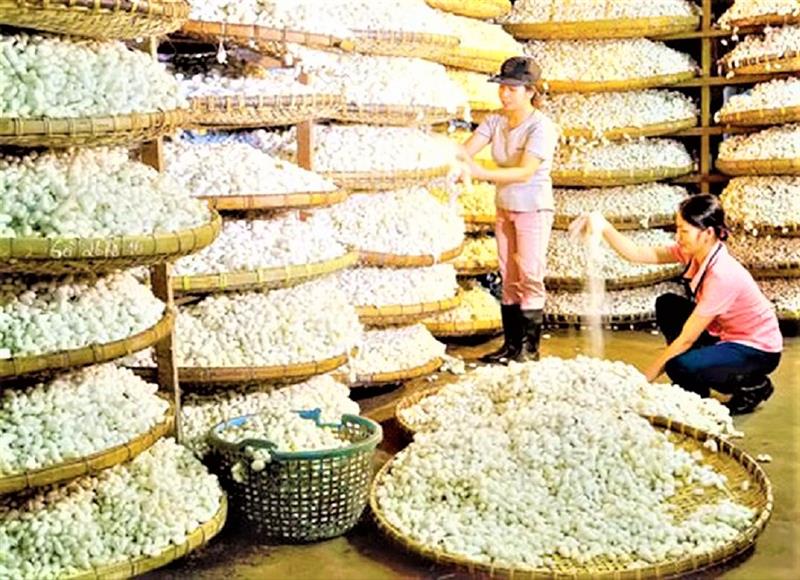 Lụa tơ tằm Bảo Lộc. Ảnh T.D.H