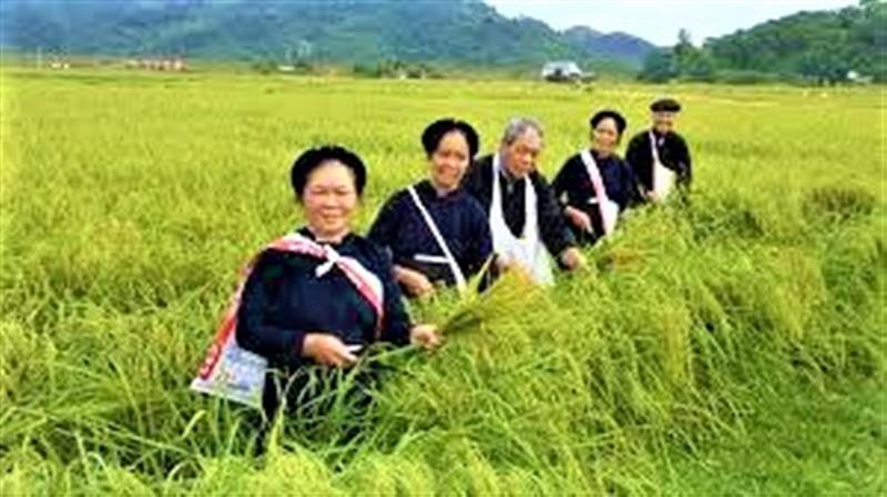 Bà con nông dân bên ruộng  lúa nếp Quýt