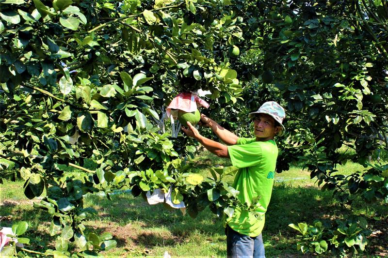 Nhà nông Nguyễn Trung Hưng chăm sóc bưởi  da xanh.