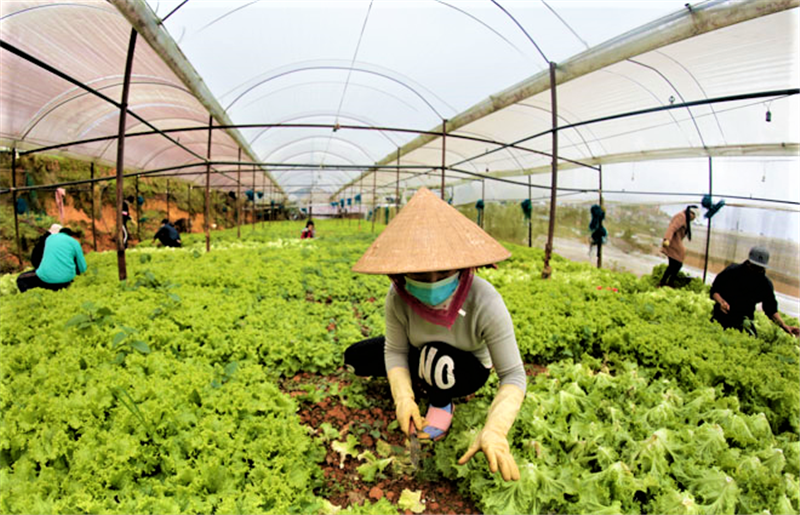 Nông dân các địa phương thu hoạch nông sản cho những chuyến xe yêu thương mang về thành phố HCM.