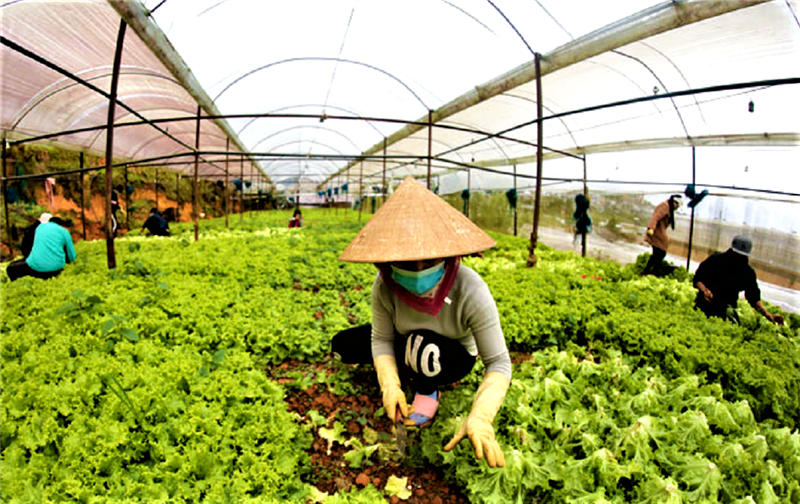 Nông dân các địa phương thu hoạch nông sản hỗ trợ Nhân dân các tỉnh, thành thực hiện giãn cách phòng, chống dịch Covid-19.