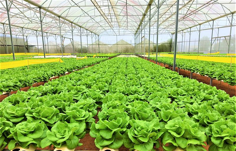 Sản xuất nông nghiệp công nghệ cao ở Đơn Dương