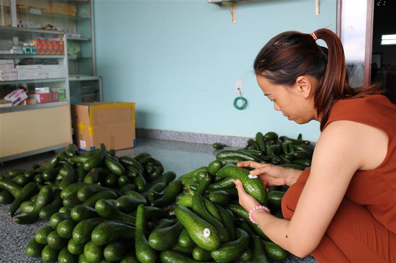 Thương lái thu mua bơ cho người dân