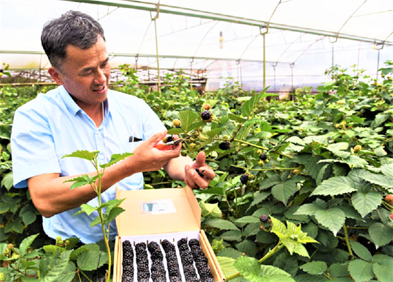 Trang trại trồng phúc bồn tử của nhà nông Vũ Nhuần -Phường 8 - Đà Lạt doanh thu hàng năm hàng tỷ đồng. Ảnh T.D.H.