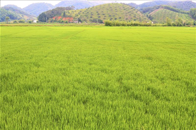 Vựa lúa Cát Tiên. Ảnh Thanh Dương Hồng.