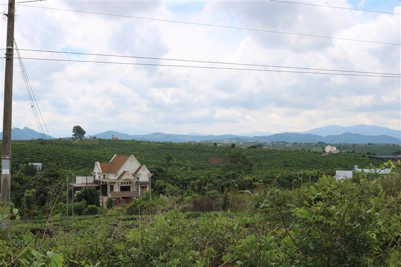 Vườn cà phê của người dân
