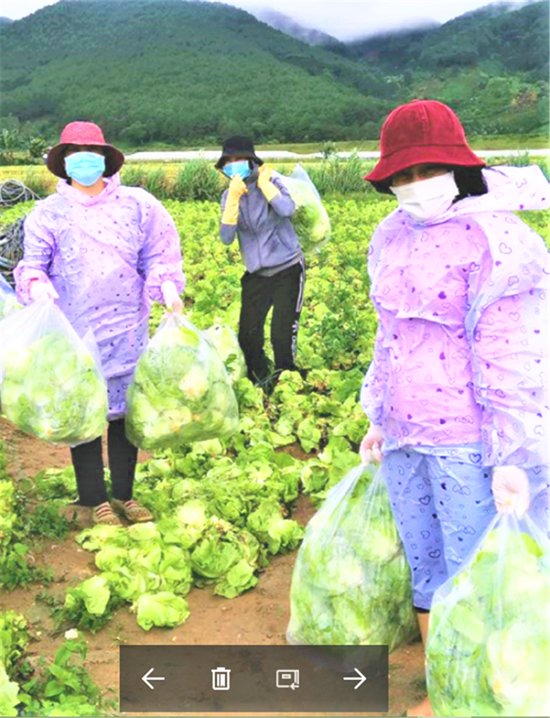 Các cô giáo ở Đơn Dương dầm mưu thu hoạch nông sản của nông dân cho những chuyến xe yêu thương. Các cô giáo ở Đơn Dương dầm mưu thu hoạch nông sản của nông dân cho những chuyến xe yêu thương.