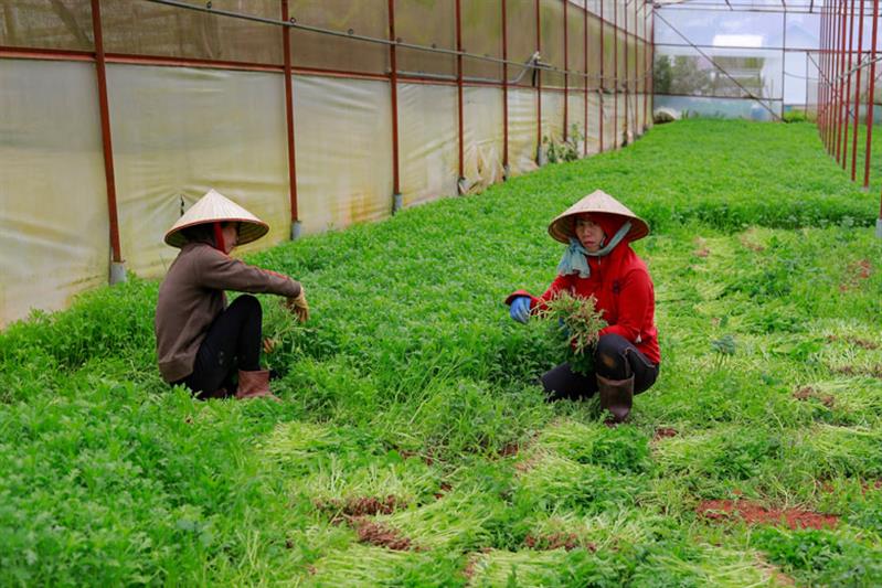 Nhiều loại rau, củ, quả trên địa bàn tỉnh tăng giá trong những ngày gần đây Nhiều loại rau, củ, quả trên địa bàn tỉnh tăng giá trong những ngày gần đây