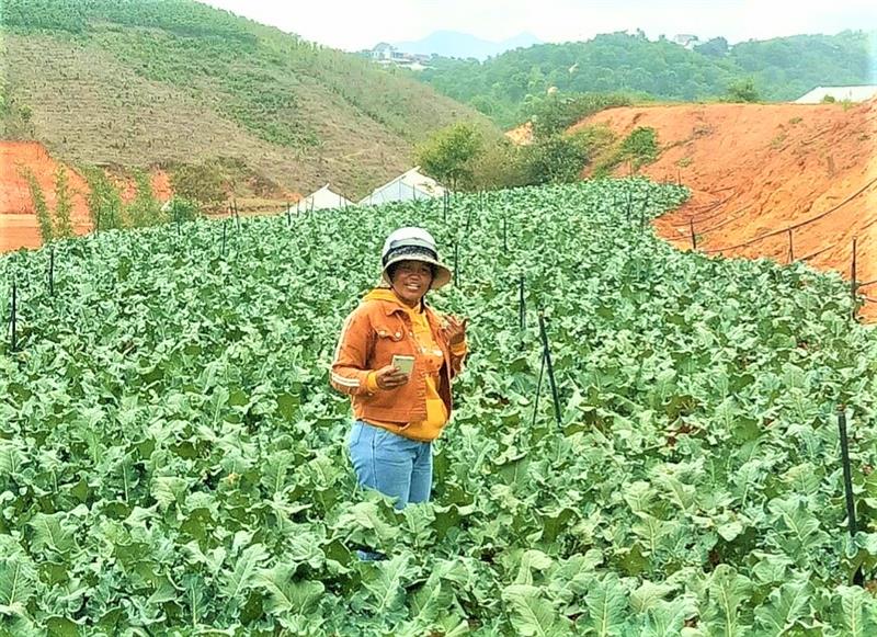 Nông dân xã Đạ Sar sản xuất các giống lơ mới có năng suất cao. Ảnh T.D.H.jpg Nông dân xã Đạ Sar sản xuất các giống lơ mới có năng suất cao. Ảnh T.D.H.jpg