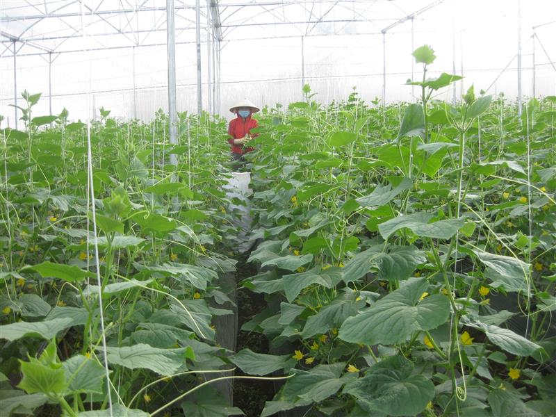 Sản xuất nông nghiệp áp dung công nghệ cao ở huyện nghèo Đam Rông Sản xuất nông nghiệp áp dung công nghệ cao ở huyện nghèo Đam Rông